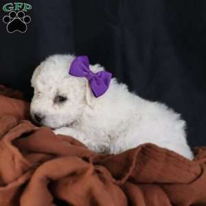 Bridget, Bichon Frise Puppy